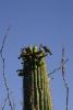 Früchte des Saguaro-Kaktus als Speise für diesen Vogel.