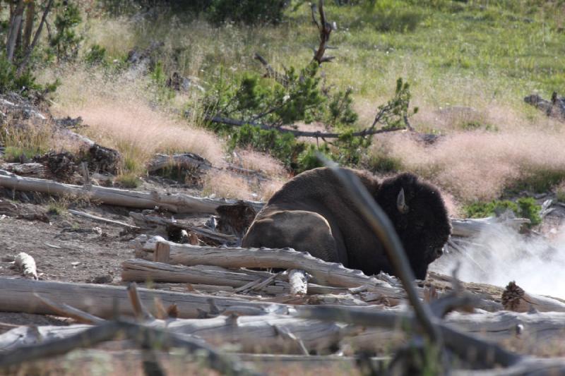 2009-08-05 16:45:29 ** Bison, Yellowstone Nationalpark ** 