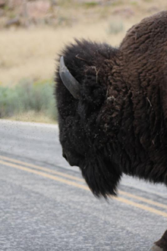 2013-08-24 15:46:35 ** Antelope Island, Bison, Utah ** 