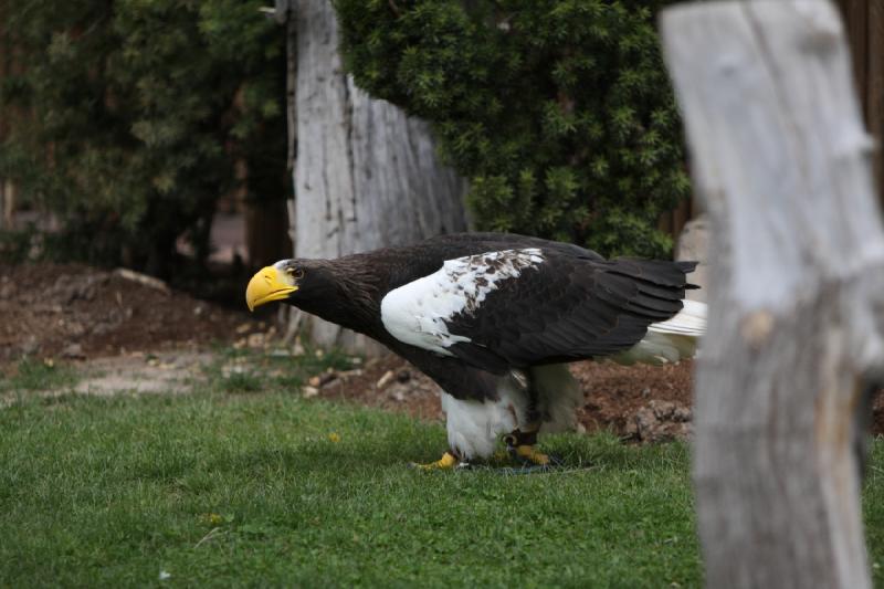 2011-05-07 11:02:13 ** Riesenseeadler, Utah, Zoo ** 