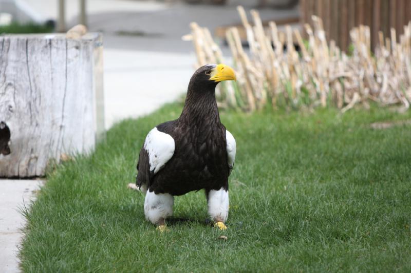 2011-05-07 11:03:01 ** Riesenseeadler, Utah, Zoo ** 