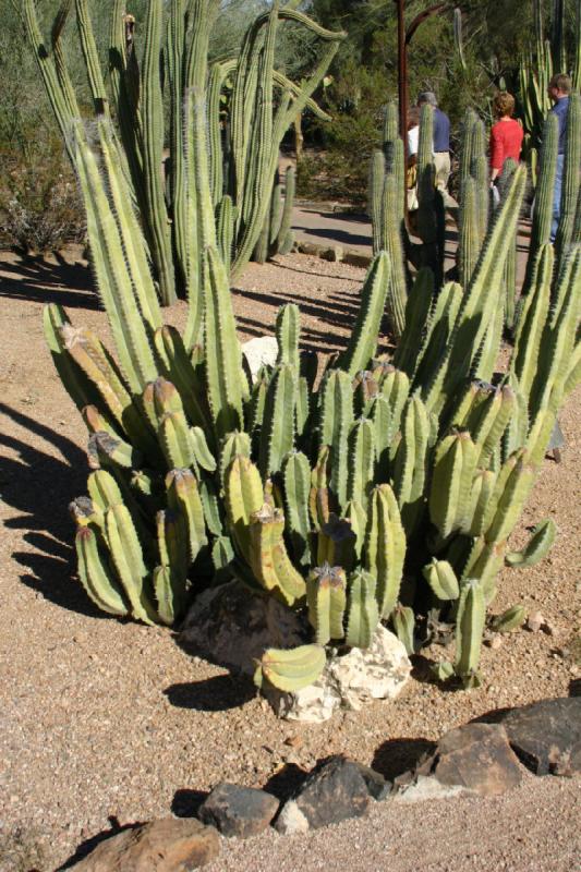 2007-10-27 14:25:56 ** Botanischer Garten, Kaktus, Phoenix ** Kaktus.