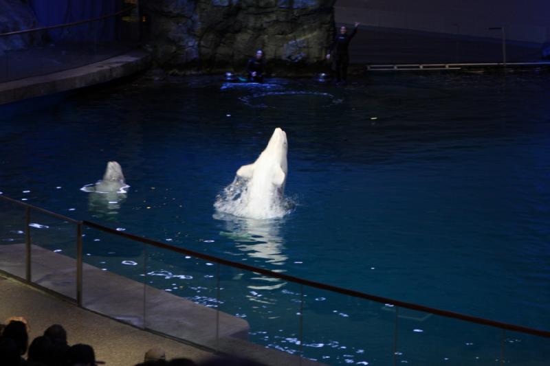 2014-03-12 12:37:07 ** Chicago, Illinois, Shedd Aquarium ** 