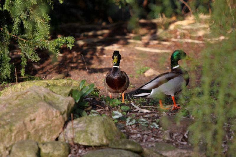 2010-04-13 18:12:54 ** Deutschland, Walsrode, Zoo ** 