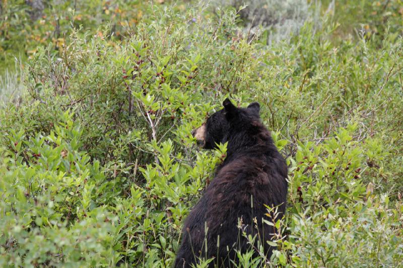 2009-08-05 14:05:43 ** Black Bear, Yellowstone National Park ** 