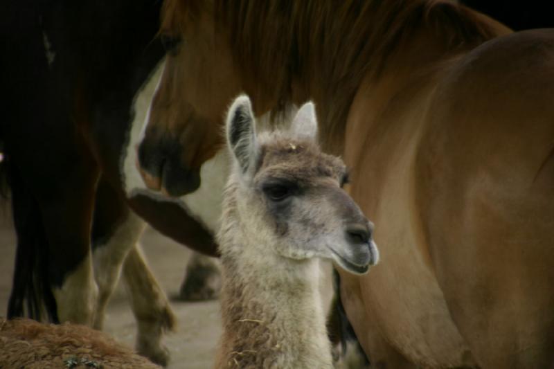 2005-05-07 14:44:51 ** Oregon, Roseburg, Zoo ** Llama and horse.