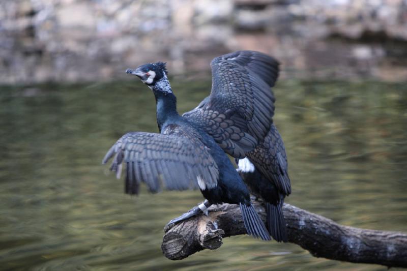 2010-04-13 18:03:42 ** Deutschland, Walsrode, Zoo ** 