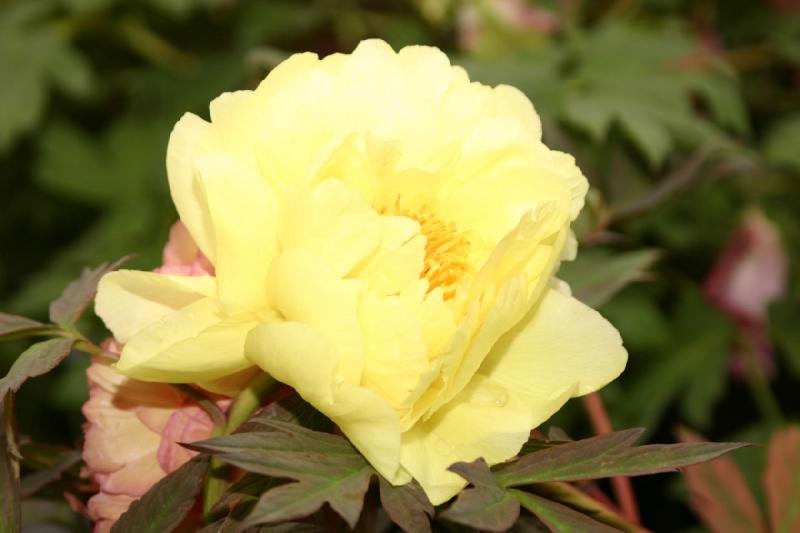 2005-05-05 12:04:48 ** Botanical Garden, Oregon, Portland ** Yellow, little overexposed peony.