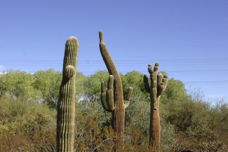 2007-10-27 13:55:28 ** Botanischer Garten, Kaktus, Phoenix ** Ein etwas krumm gewachsener Saguaro.