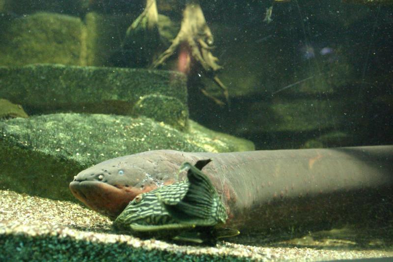 2005-08-25 13:55:30 ** Aquarium, Berlin, Germany, Zoo ** Electric eel.