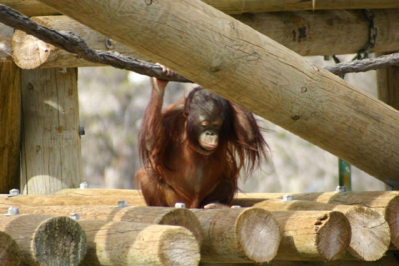 2007-03-11 13:33:50 ** Utah, Zoo ** Orang-Utan.