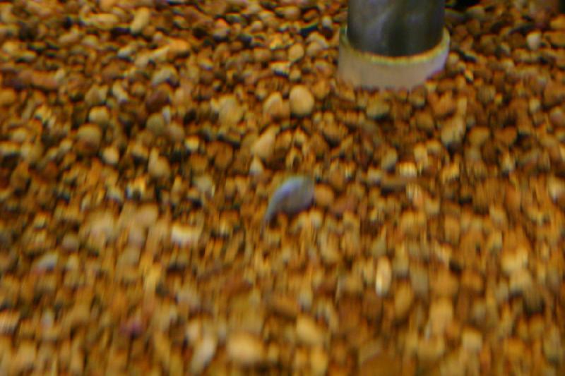 2007-12-15 12:45:32 ** Aquarium, Utah, Zoo ** Triops.