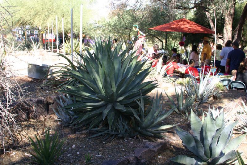 2007-10-27 13:21:48 ** Botanischer Garten, Kaktus, Phoenix ** Große Agave.