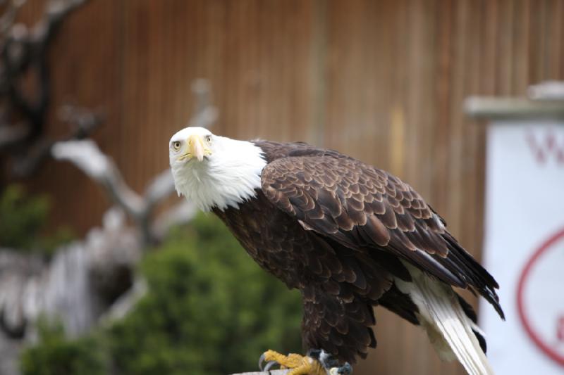 2011-05-07 11:23:11 ** Utah, Weißkopfseeadler, Zoo ** 