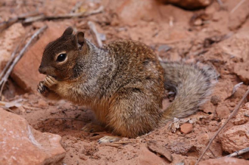 2011-05-29 10:20:16 ** Utah, Zion Nationalpark ** 