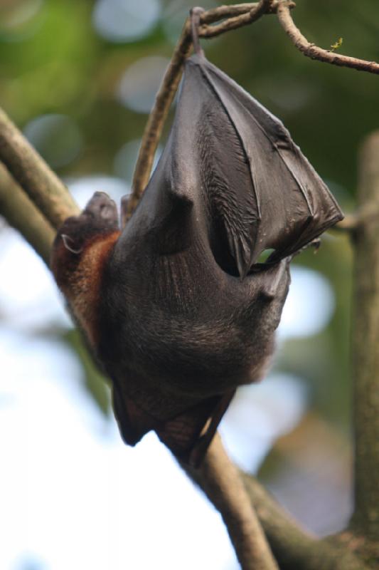 2010-04-13 16:51:02 ** Deutschland, Walsrode, Zoo ** 