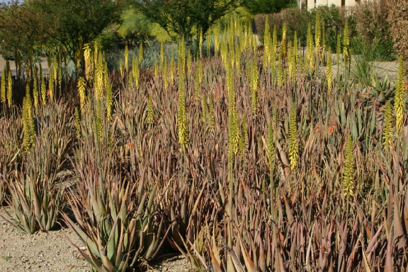 2007-04-15 16:54:10 ** Kaktus, Phoenix ** Aloe Vera.