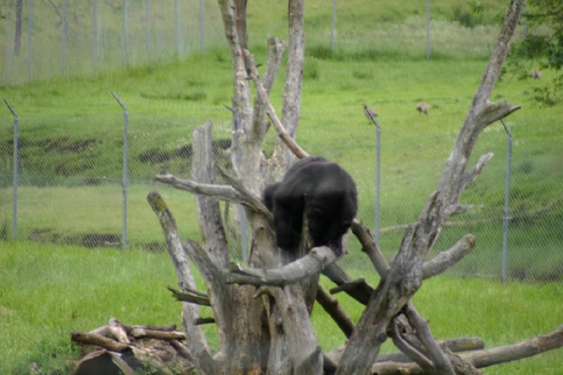 2005-05-07 14:54:55 ** Oregon, Roseburg, Zoo ** Dieser Schwarzbär klettert wohl gerne.