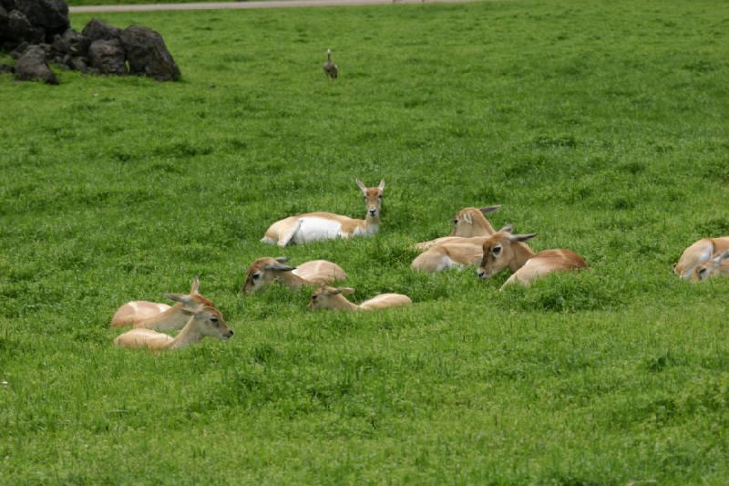 2005-05-07 15:03:26 ** Oregon, Roseburg, Zoo ** Antilopen.