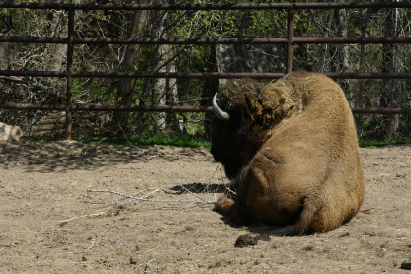 2008-05-04 11:50:34 ** Bison, Utah, Zoo ** 