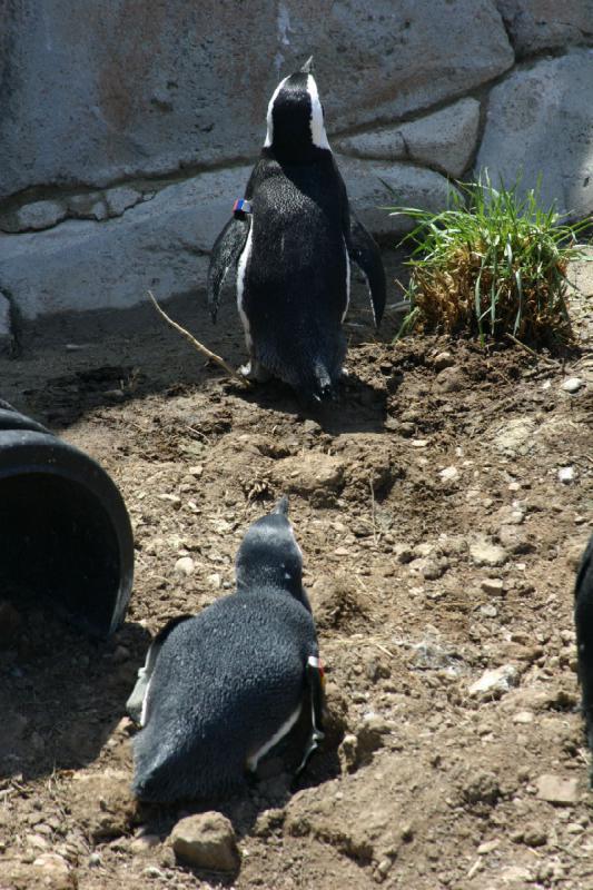 2008-05-04 12:30:00 ** Utah, Zoo ** 