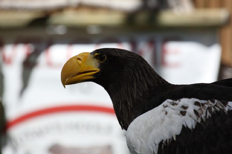 2011-07-15 15:02:45 ** Riesenseeadler, Utah, Zoo ** 