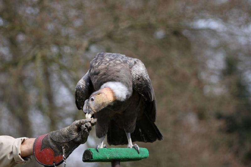 2010-04-13 14:52:36 ** Deutschland, Walsrode, Zoo ** 