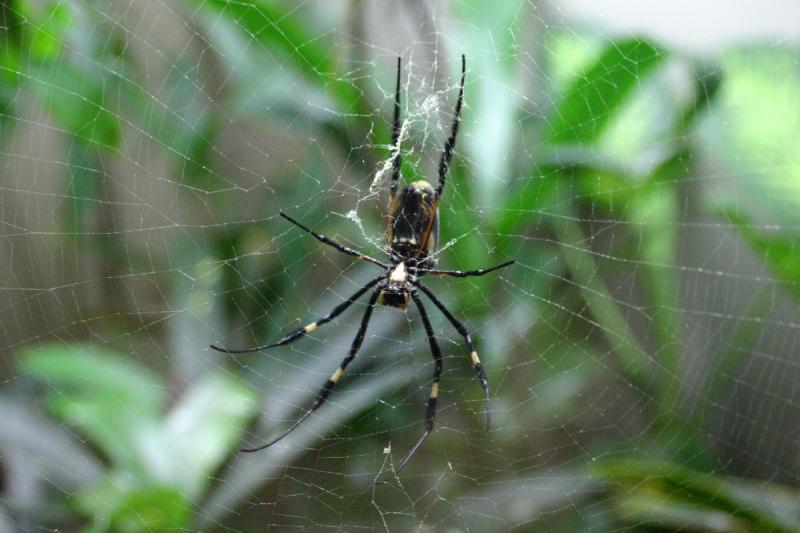 2005-08-25 15:31:25 ** Berlin, Germany, Zoo ** Spider.