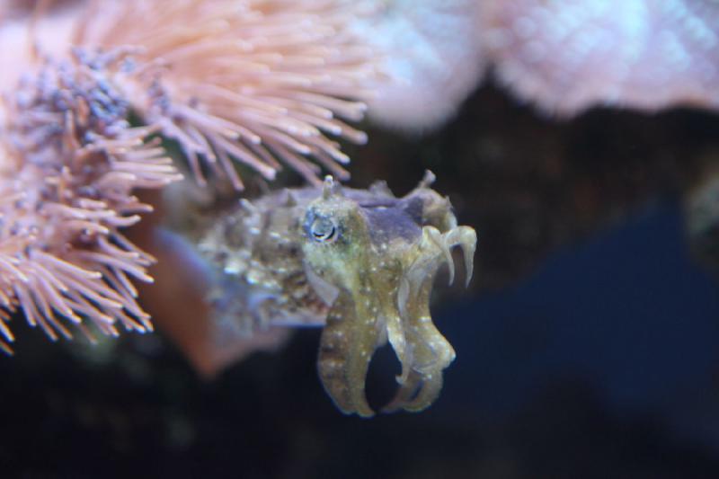 2012-06-16 11:10:38 ** Aquarium, Seattle ** 