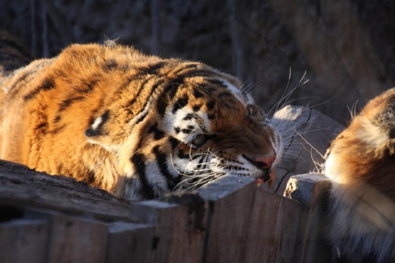 2011-01-23 16:41:39 ** Tiger, Utah, Zoo ** 