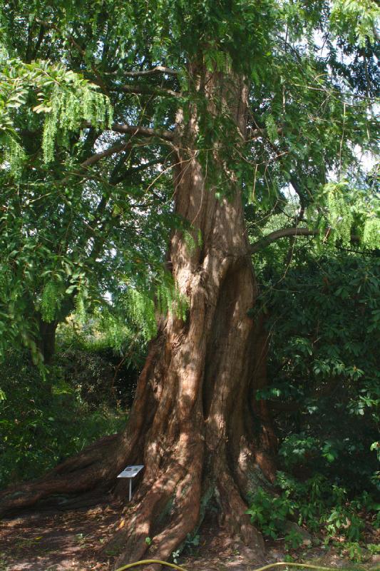 2019-07-31 12:14:42 ** Botanical Garden, Germany, Oldenburg ** 