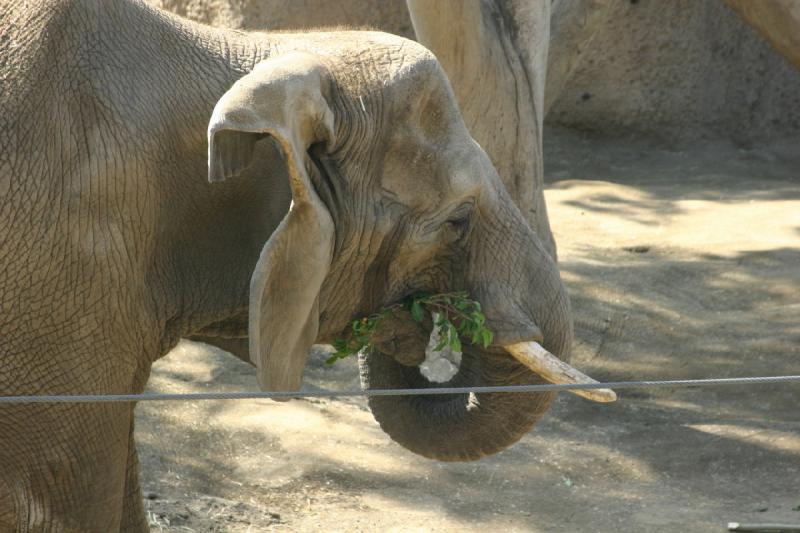 2008-03-20 10:48:12 ** San Diego, Zoo ** African Elephant.