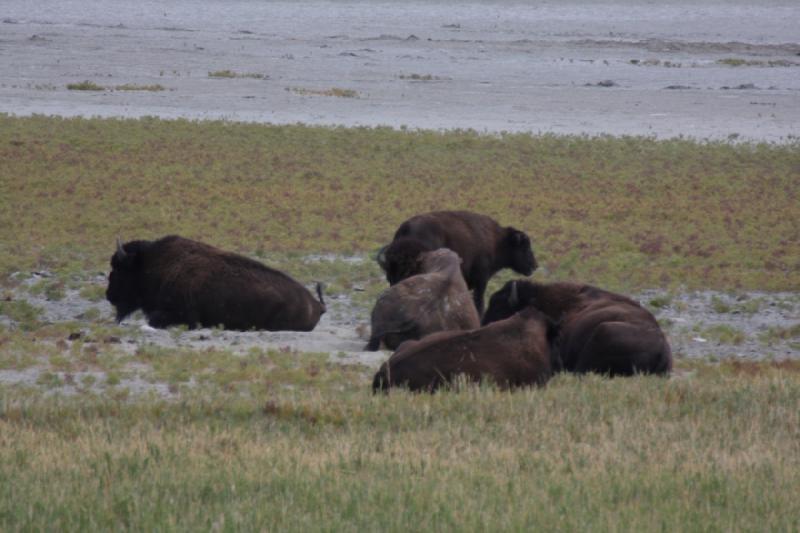 2013-08-24 13:51:44 ** Antelope Island, Bison, Utah ** 