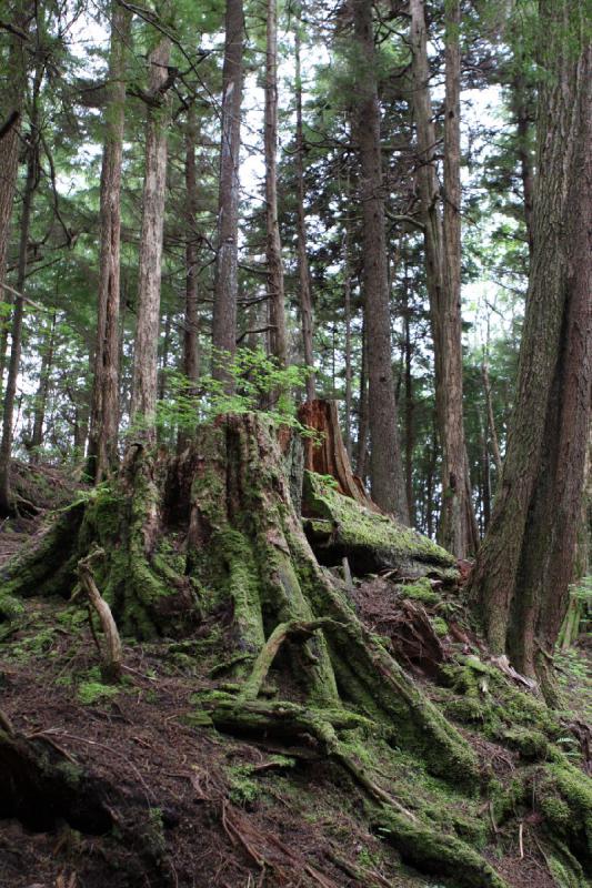 2012-06-19 09:26:46 ** Alaska, Ketchikan, Kreuzfahrt, Totem Bight State Historic Park ** 