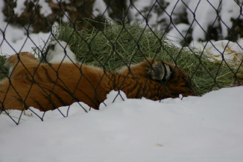 2007-12-09 16:15:10 ** Utah, Zoo ** Sibirischer Tiger.