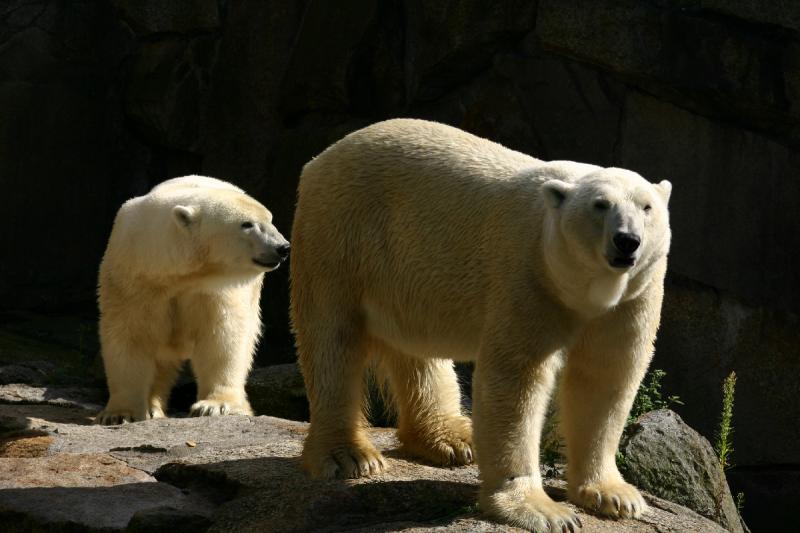 2005-08-24 15:47:48 ** Berlin, Deutschland, Zoo ** Eisbären.