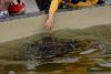 Rays in another tank where they could be touched.