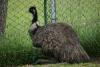 Emu, a little smaller than an ostrich.