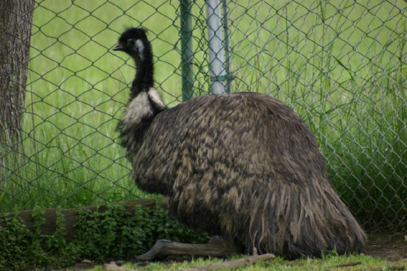 2005-05-07 15:11:20 ** Oregon, Roseburg, Zoo ** Emu, a little smaller than an ostrich.