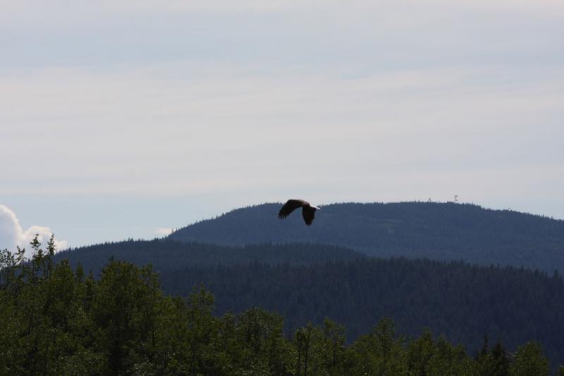 2012-06-20 16:31:56 ** Alaska, Juneau, Kreuzfahrt, Weißkopfseeadler ** 