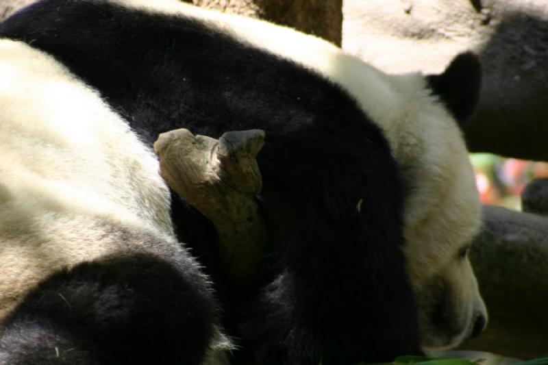 2008-03-20 11:38:22 ** San Diego, Zoo ** Panda.