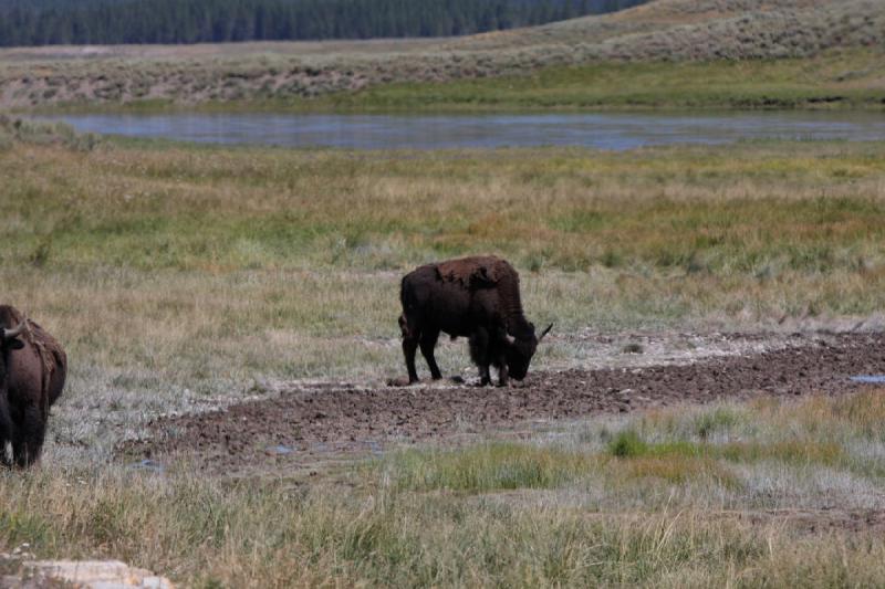 2008-08-16 11:36:48 ** Bison, Yellowstone Nationalpark ** 