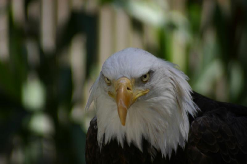 2007-06-18 11:37:50 ** Utah, Weißkopfseeadler, Zoo ** Weißkopfseeadler.