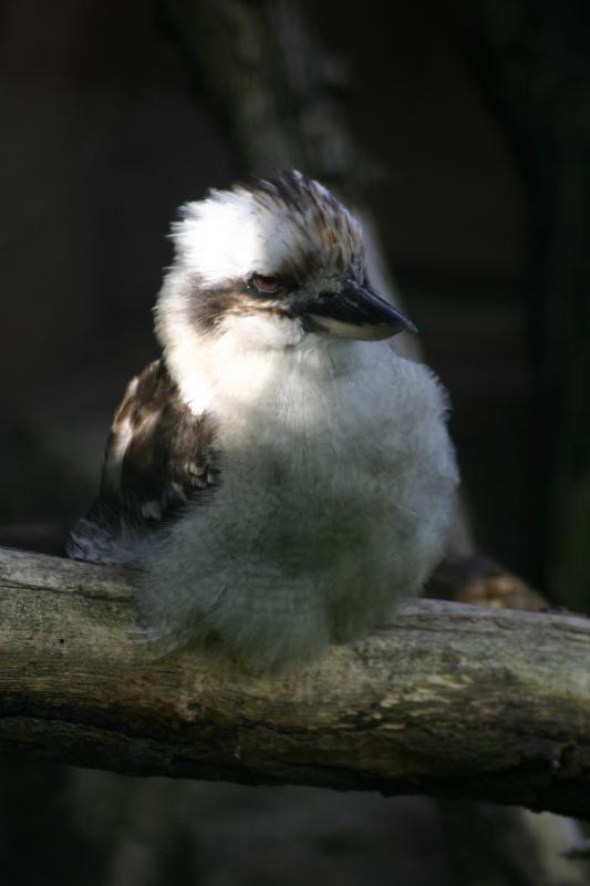 2005-08-24 15:49:16 ** Berlin, Deutschland, Zoo ** Kookaburra oder in Deutsch auch Jägerlieste.