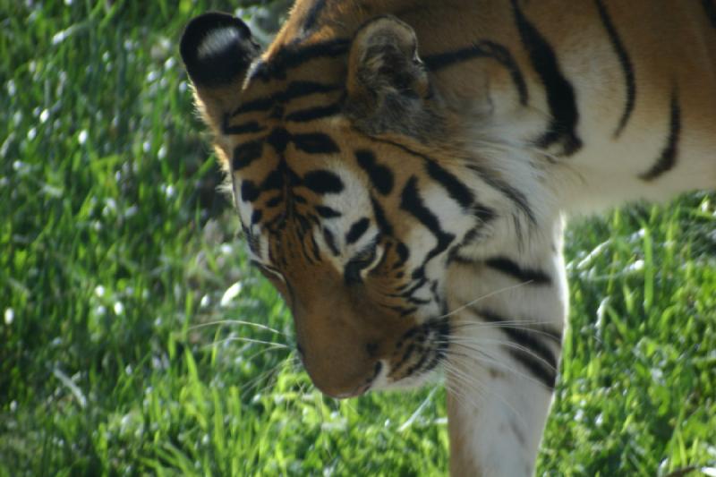 2007-06-18 10:20:14 ** Tiger, Utah, Zoo ** Sibirischer Tiger.