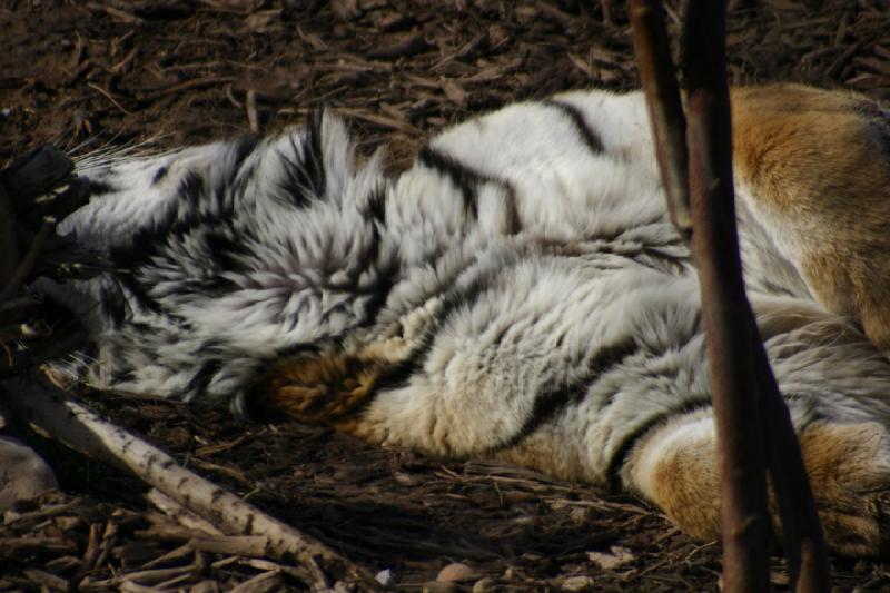 2007-03-11 14:45:34 ** Tiger, Utah, Zoo ** Tiger.