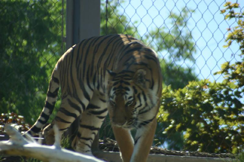 2007-06-18 10:19:50 ** Tiger, Utah, Zoo ** Sibirischer Tiger.