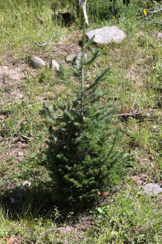 2010-08-21 15:32:32 ** Uinta Mountains ** A small tree that picked a good, sunny place to grow.