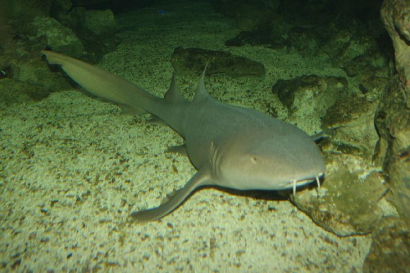 2011-01-22 11:12:56 ** Aquarium, Utah, Zoo ** 