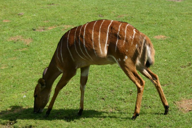 2005-08-24 14:26:28 ** Berlin, Germany, Zoo ** Almost like a deer, but I don't know what it is.